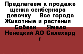 Предлагаем к продаже щенка сенбернара - девочку. - Все города Животные и растения » Собаки   . Ямало-Ненецкий АО,Салехард г.